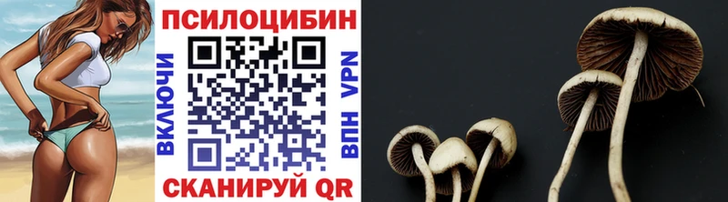 наркошоп  Иннополис  Галлюциногенные грибы Psilocybine cubensis 